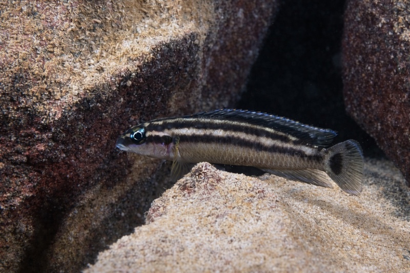 Julidochromis ornatus 'Chituta Bay'